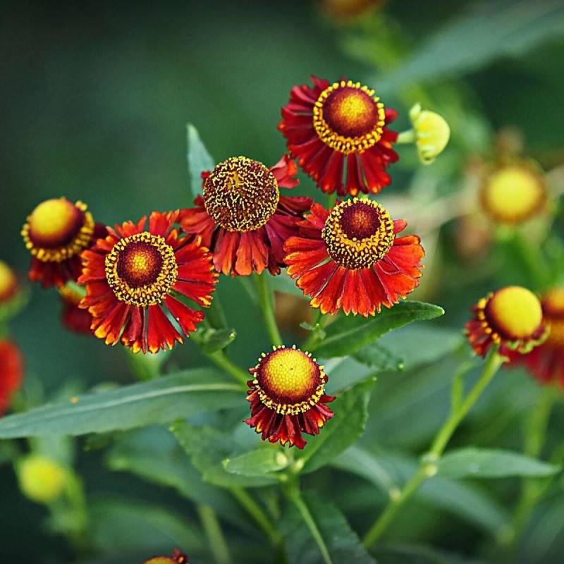 Hélénie Poncho®, Helenium à fleurs Rouge/ - feuillage Caduc - Godet - 5/20 cm - Image 1