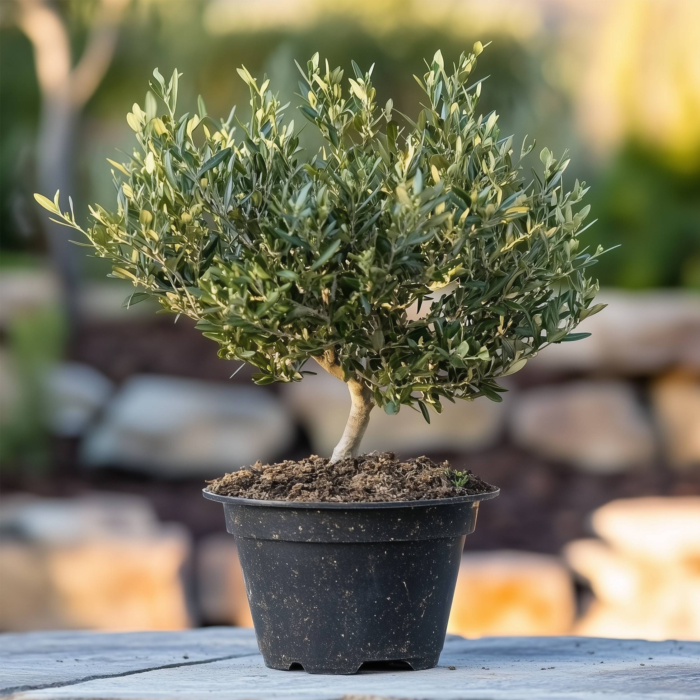 Olivier Olea Europaea - Hauteur Env. 45 Cm, Pot 13 Cm - Plante D'Intérieur Ou Extérieur