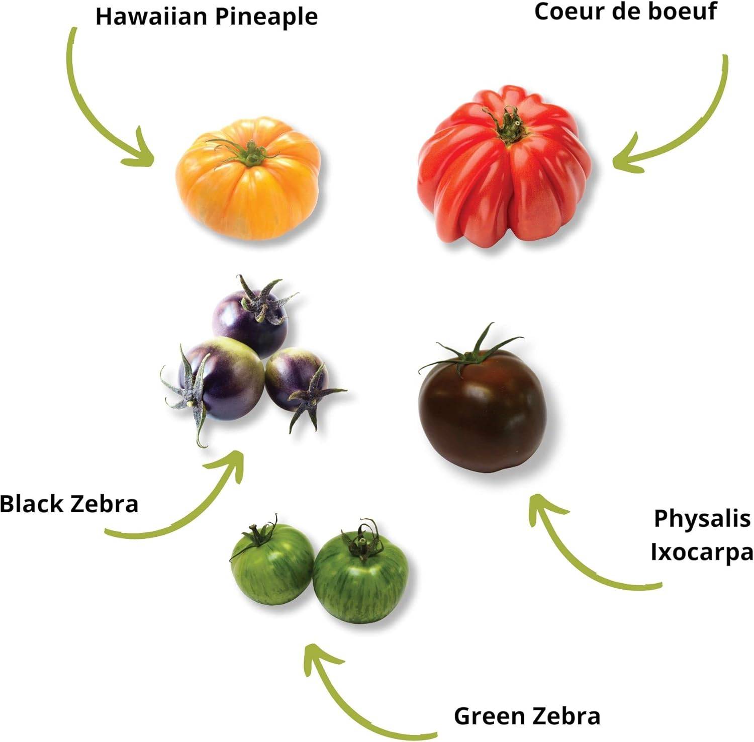 Kit Prêt à Pousser Tomates colorées (Black zebra, Green Zebra, Hawaiian Pineaple) - CULTIVEA® - Image 4