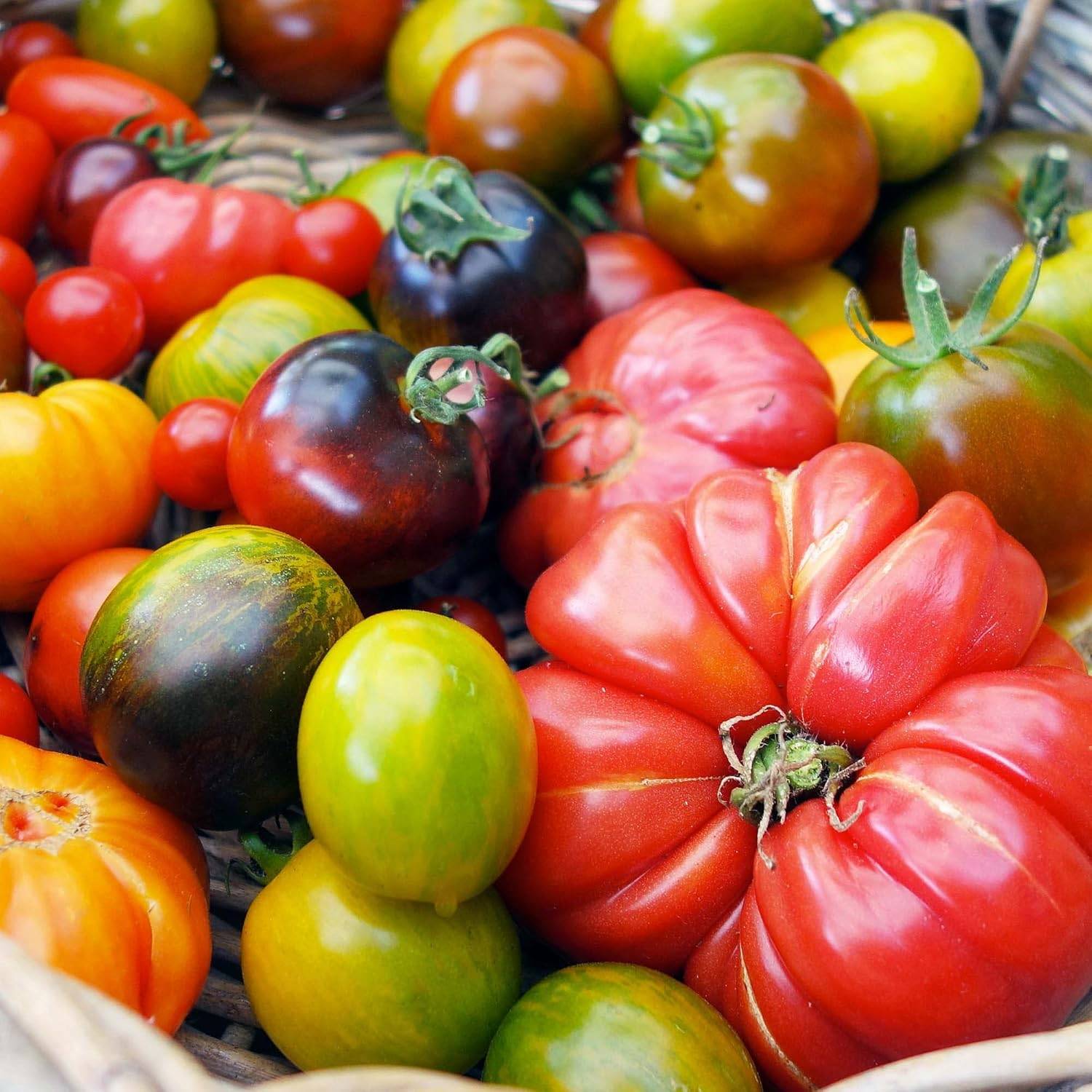 Kit Prêt à Pousser Tomates colorées (Black zebra, Green Zebra, Hawaiian Pineaple) - CULTIVEA® - Image 6