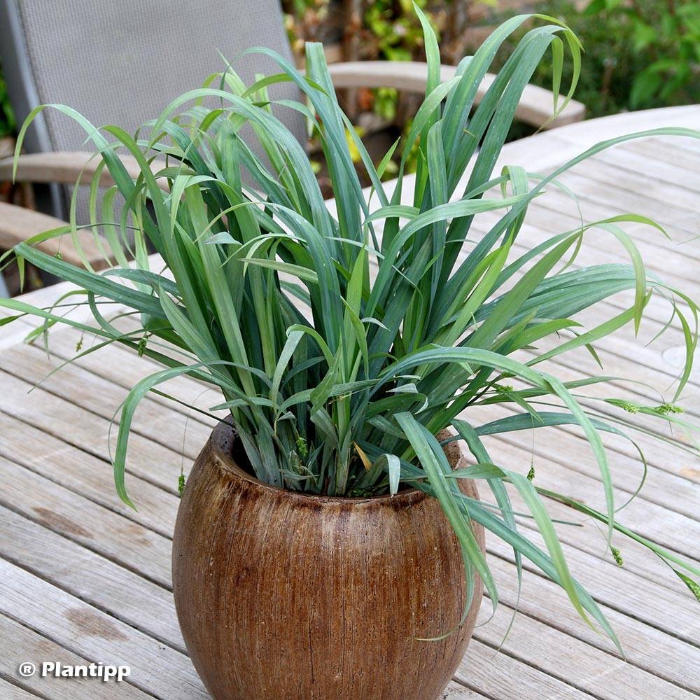 Promesse de Fleurs - Laîche Bunny Blue Pot de 2L/3L