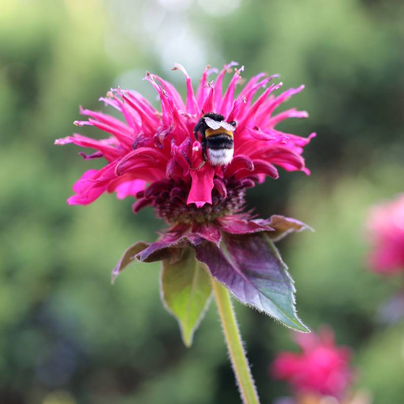 Promesse de Fleurs - Monarda Bee True - Monarde Godet de 8/9 cm