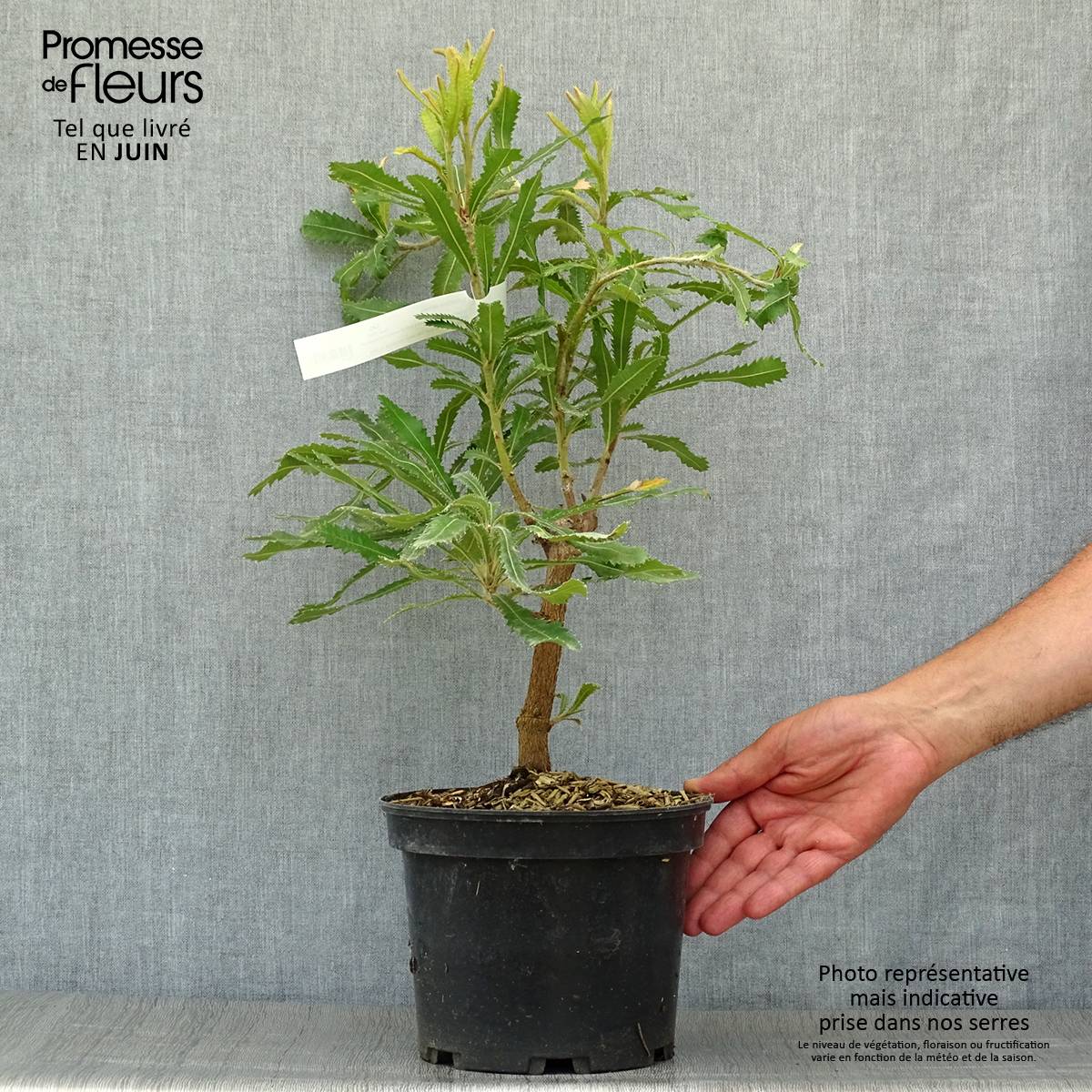 Promesse de Fleurs - Banksia serrata Pot de 4L/5L - Image 2