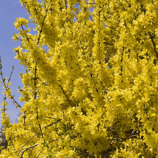 Forsythia (x) intermedia Minigold - Mimosa de Paris Pot de 2L/3L - Image 1