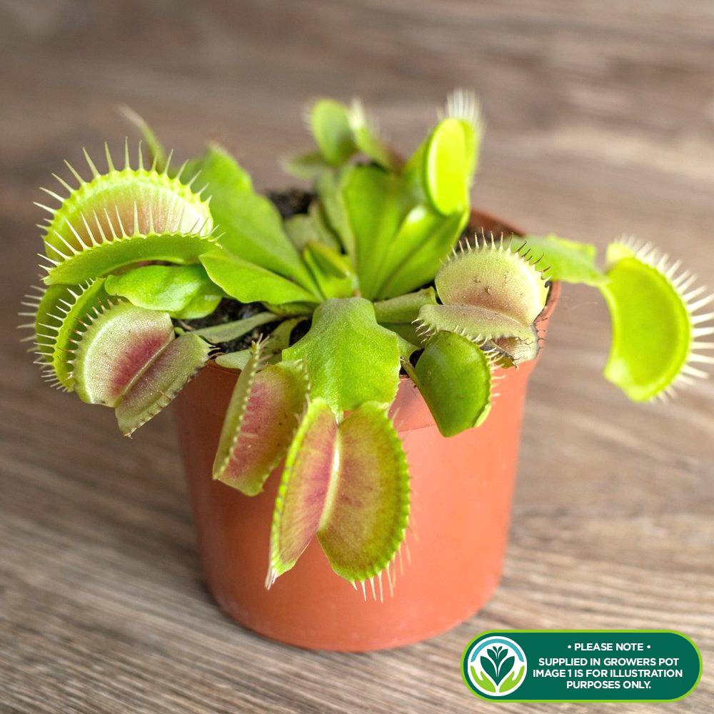 Gardenersdream - Plante Tropicale D'Intérieur Dionée Carnivore - Venus Attrape-Mouche Fournie En Pot De 9 Cm - GardenersDream - Image 2