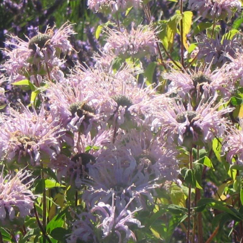 Monarde fistuleuse - Sans traitement à fleurs Rose/ - feuillage Caduc - Godet - 5/20 cm - Image 2