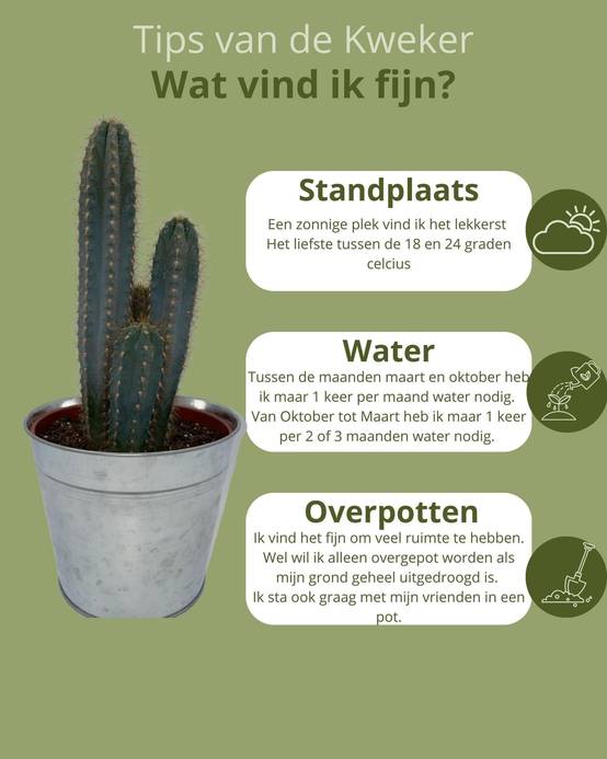 Pilosocereus Azerues en Pot de Zinc- La Green Touch - Image 5
