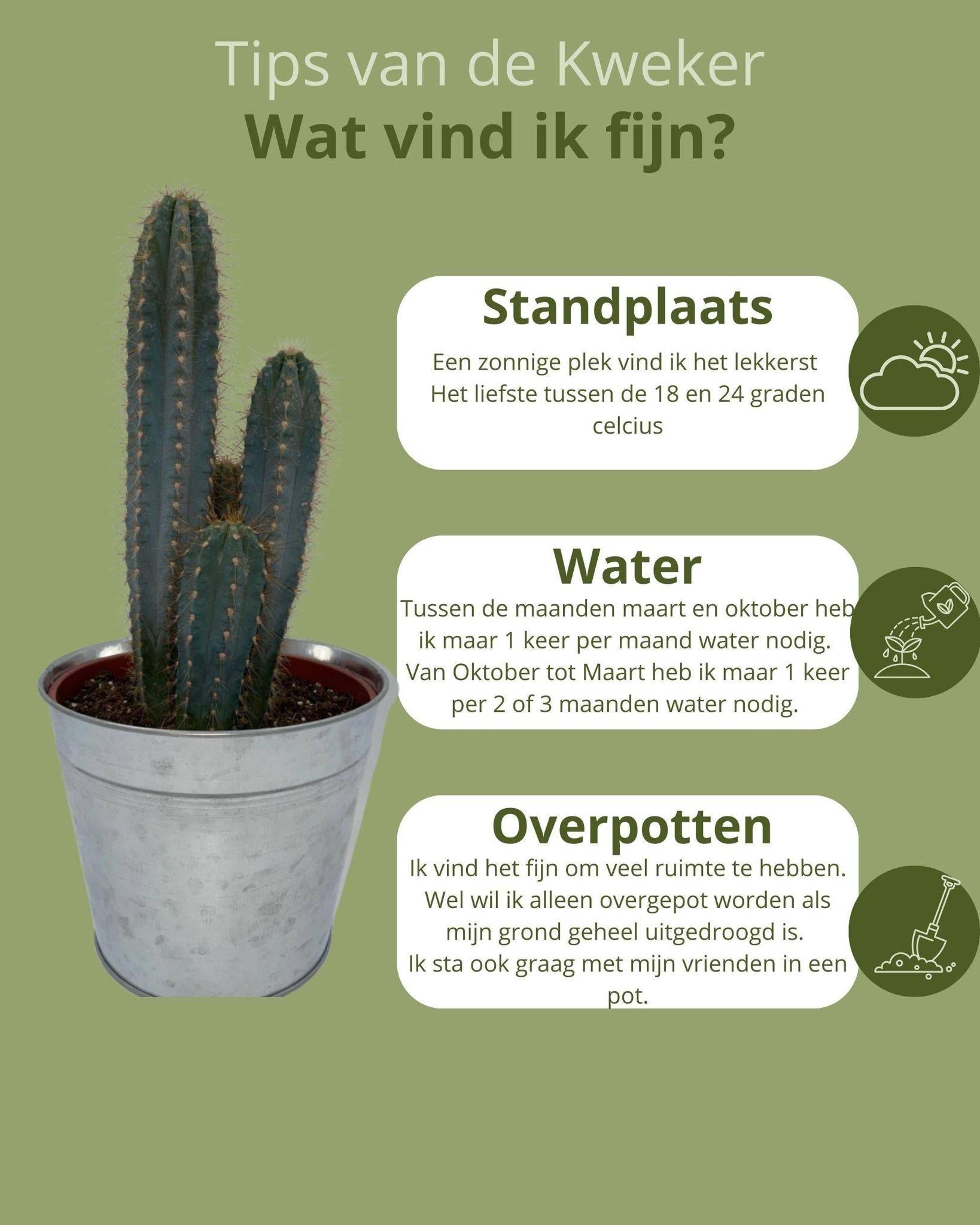 Pilosocereus Azerues en Pot de Zinc- La Green Touch - Image 5