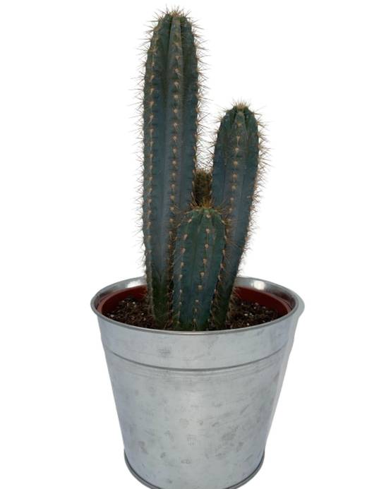 Pilosocereus Azerues en Pot de Zinc- La Green Touch - Image 1