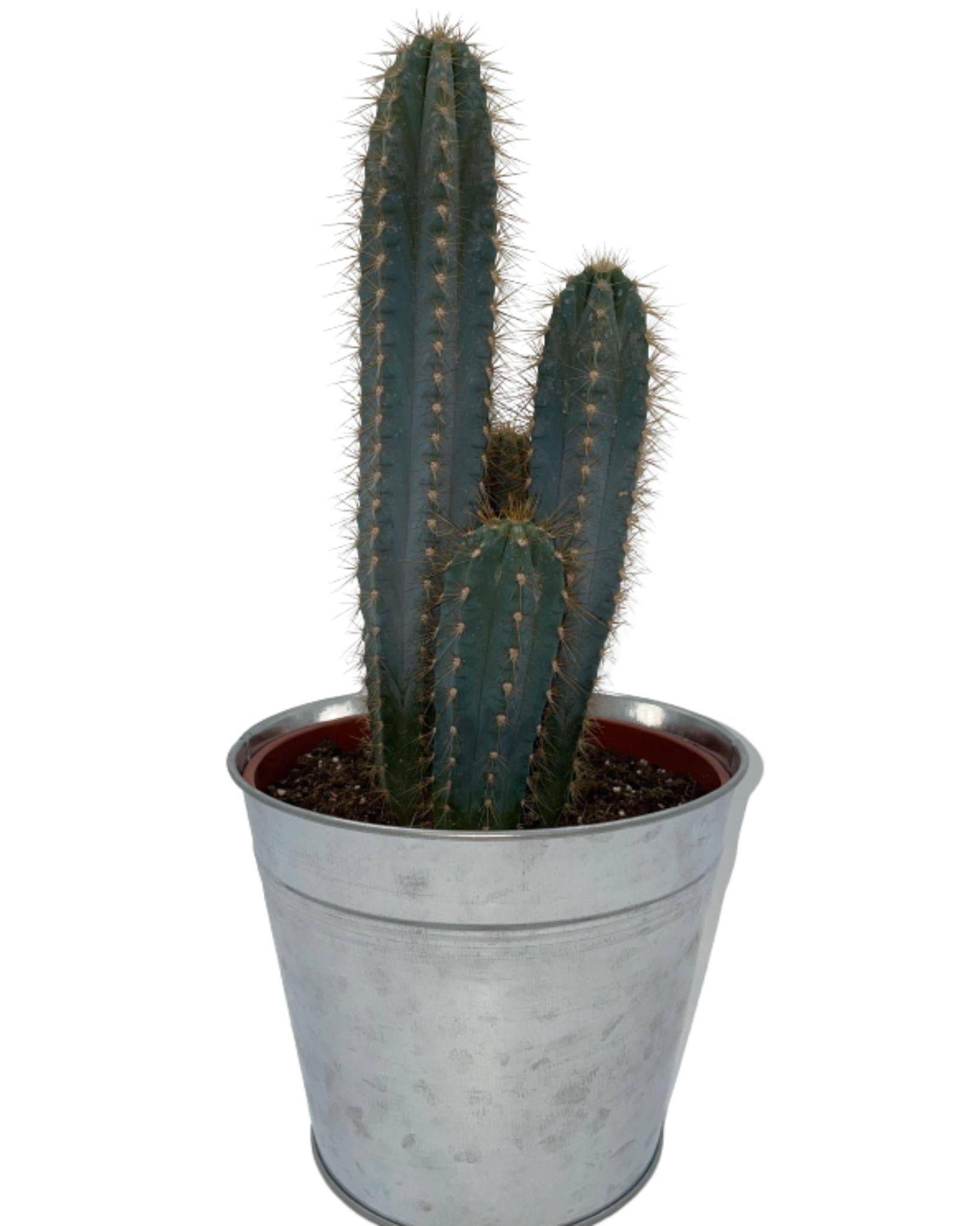 Pilosocereus Azerues en Pot de Zinc- La Green Touch