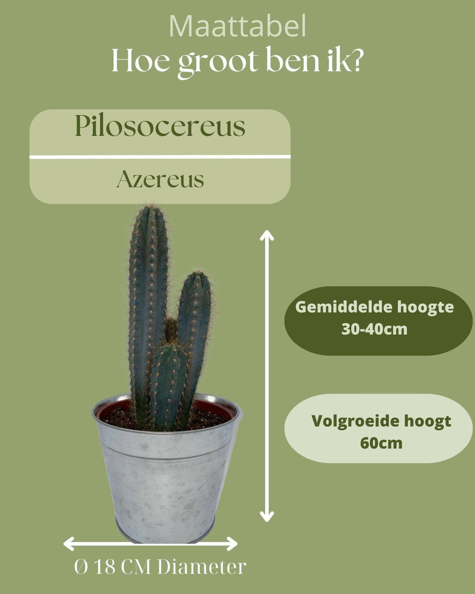 Pilosocereus Azerues en Pot de Zinc- La Green Touch - Image 4
