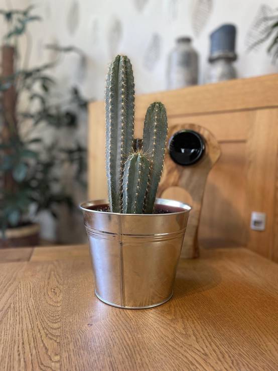 Pilosocereus Azerues en Pot de Zinc- La Green Touch - Image 2