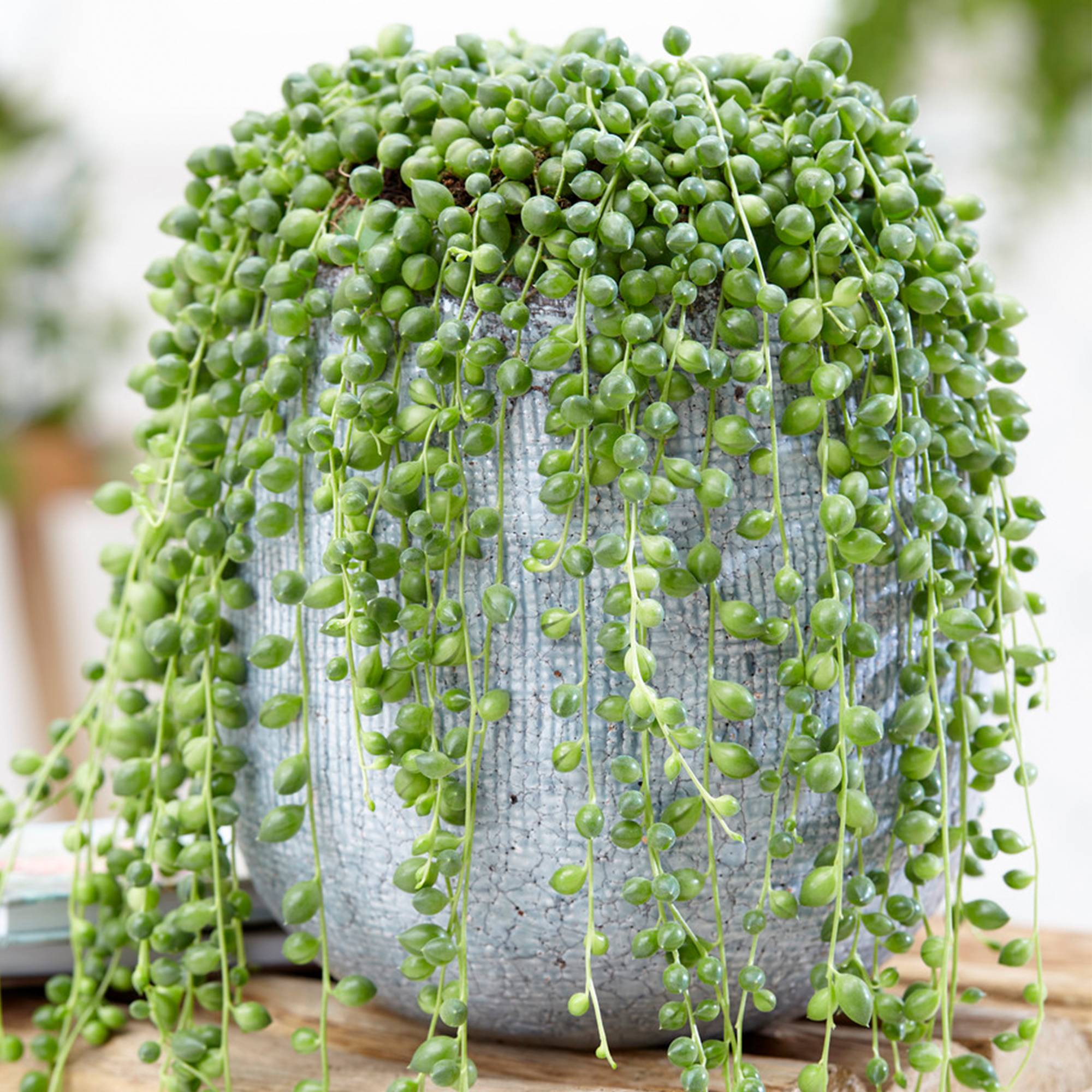 Gardenersdream - Senecio Rowleyanus Retombant – Plante Collier De Perles | Succulente D’Intérieur En Pot (20-30 Cm De Hauteur) - GardenersDream - Image 1