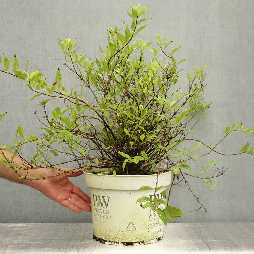 Promesse de Fleurs - Deutzia Yuki Snowflake - Deutzie Pot de 7,5L/10L - Image 2