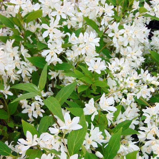 Promesse de Fleurs - Deutzia Yuki Snowflake - Deutzie Pot de 7,5L/10L - Image 1
