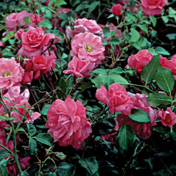 Rosier couvre-sol Rigo Bonaparte Pot de 2L/3L
