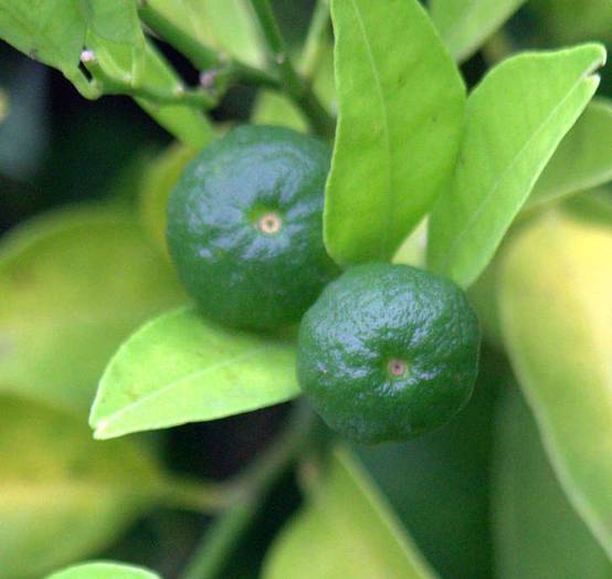 0 - Agrumes Citrus limetta Pursha (citronnier doux, limonette) Pot de 4 litres - 30/50 cm - Image 2