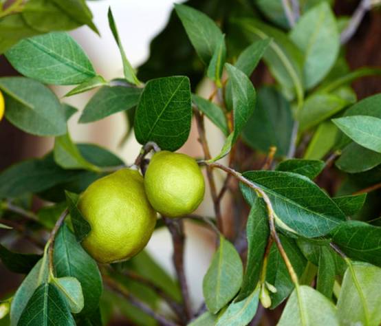 0 - Agrumes Citrus limetta Pursha (citronnier doux, limonette) Pot de 4 litres - 30/50 cm - Image 3