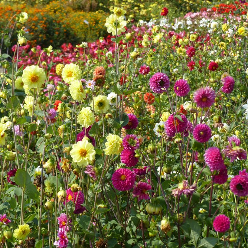 Promesse de Fleurs - Graines de Dahlia Pompon double en mélange le sachet de 50 graines environ (0,6g)