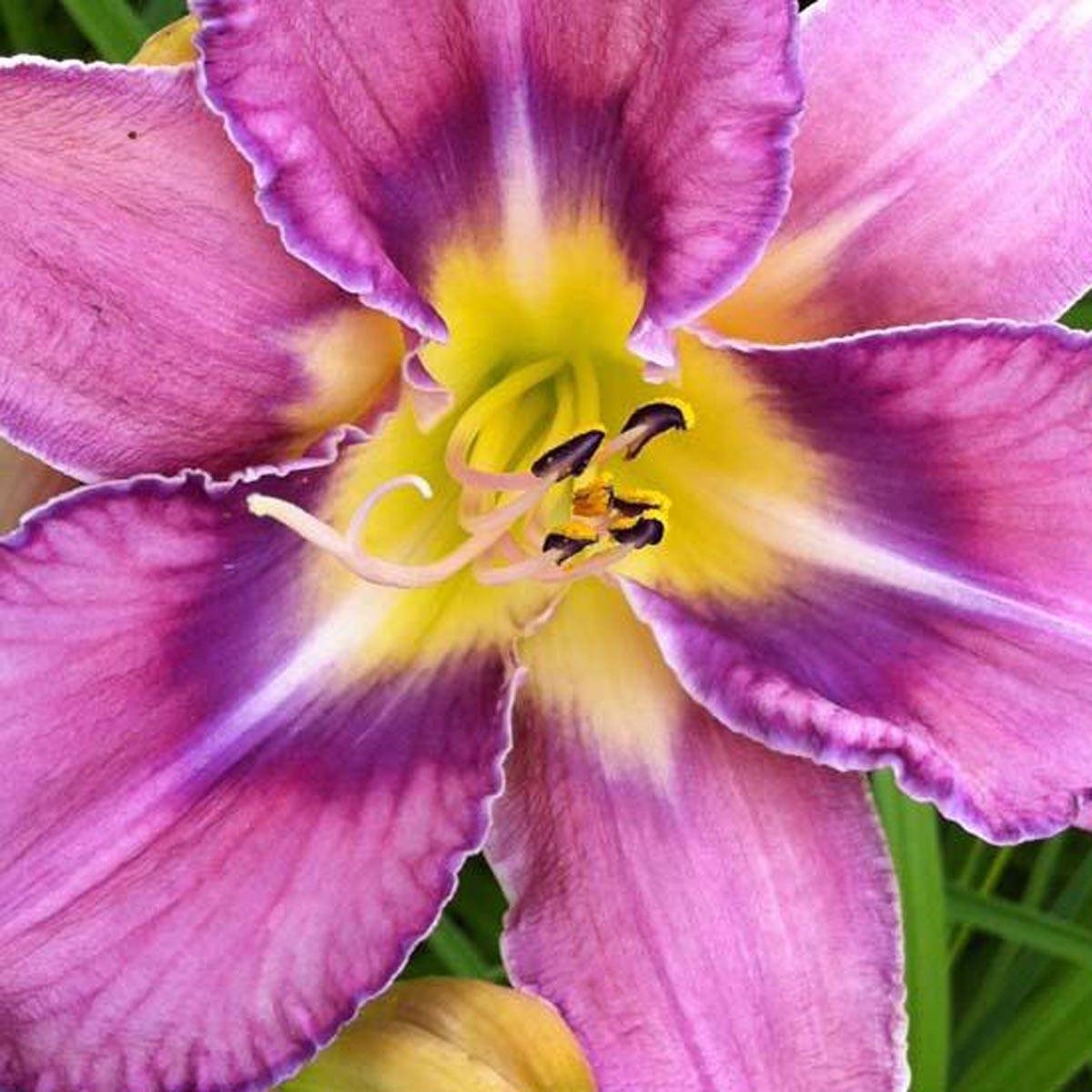 Promesse de Fleurs - Hémérocalle Mildred Mitchell - Lis d'un Jour Godet de 8/9 cm