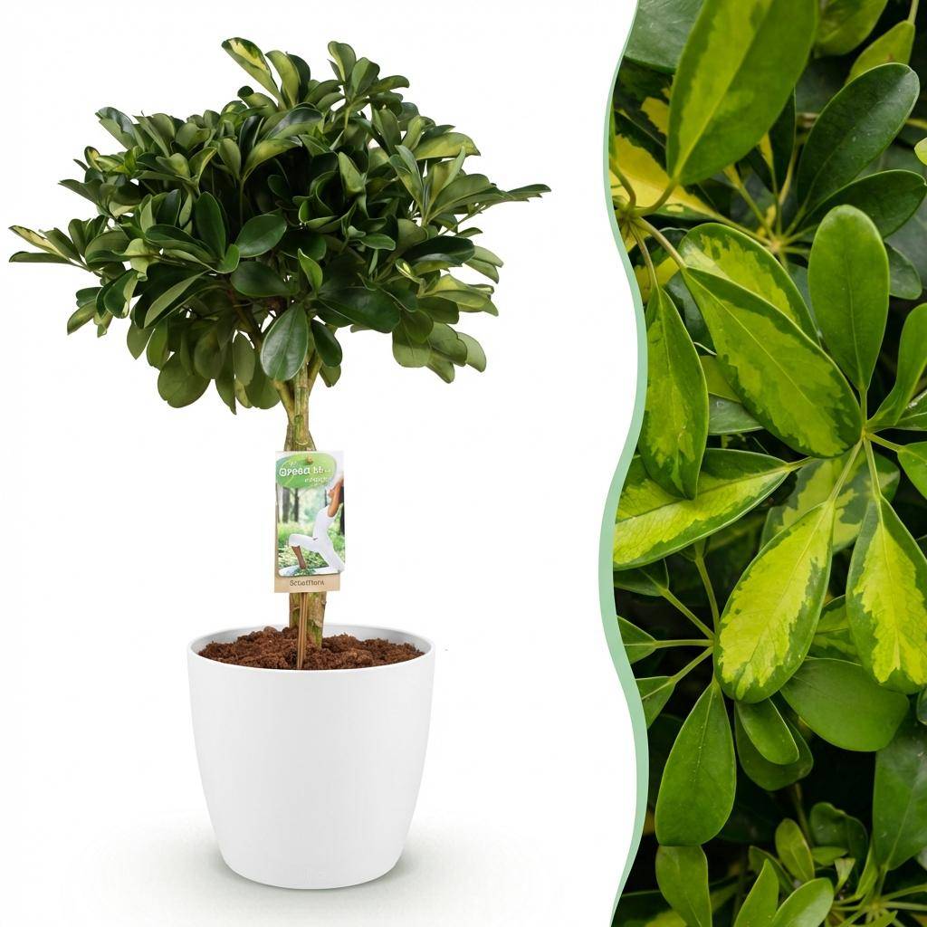 Schefflera Gold Capelle - Pot de 21cm - Hauteur 70-81cm - Blanc - Plantes d'intérieur - Image 1