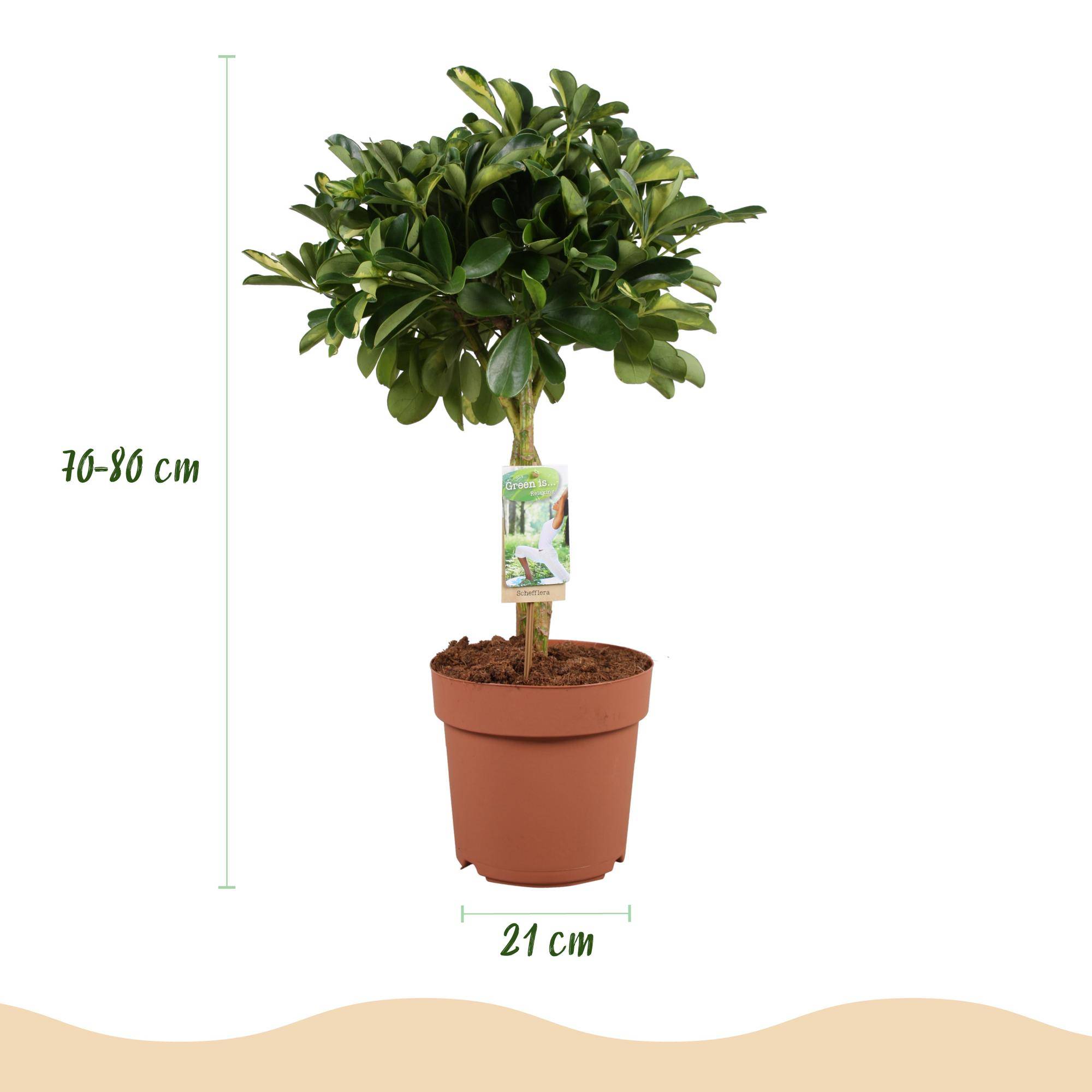 Schefflera Gold Capelle - Pot de 21cm - Hauteur 70-81cm - Blanc - Plantes d'intérieur - Image 3