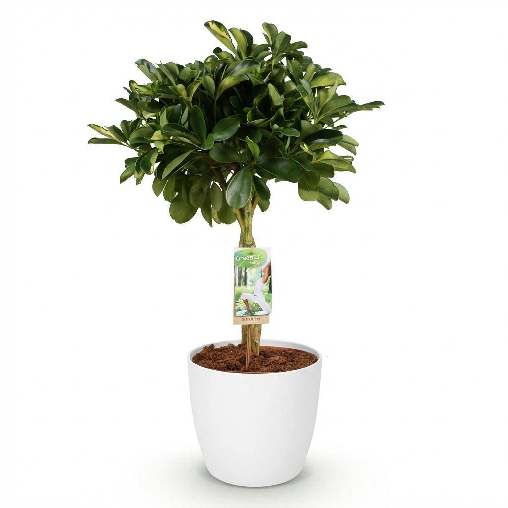 Schefflera Gold Capelle - Pot de 21cm - Hauteur 70-81cm - Blanc - Plantes d'intérieur - Image 2