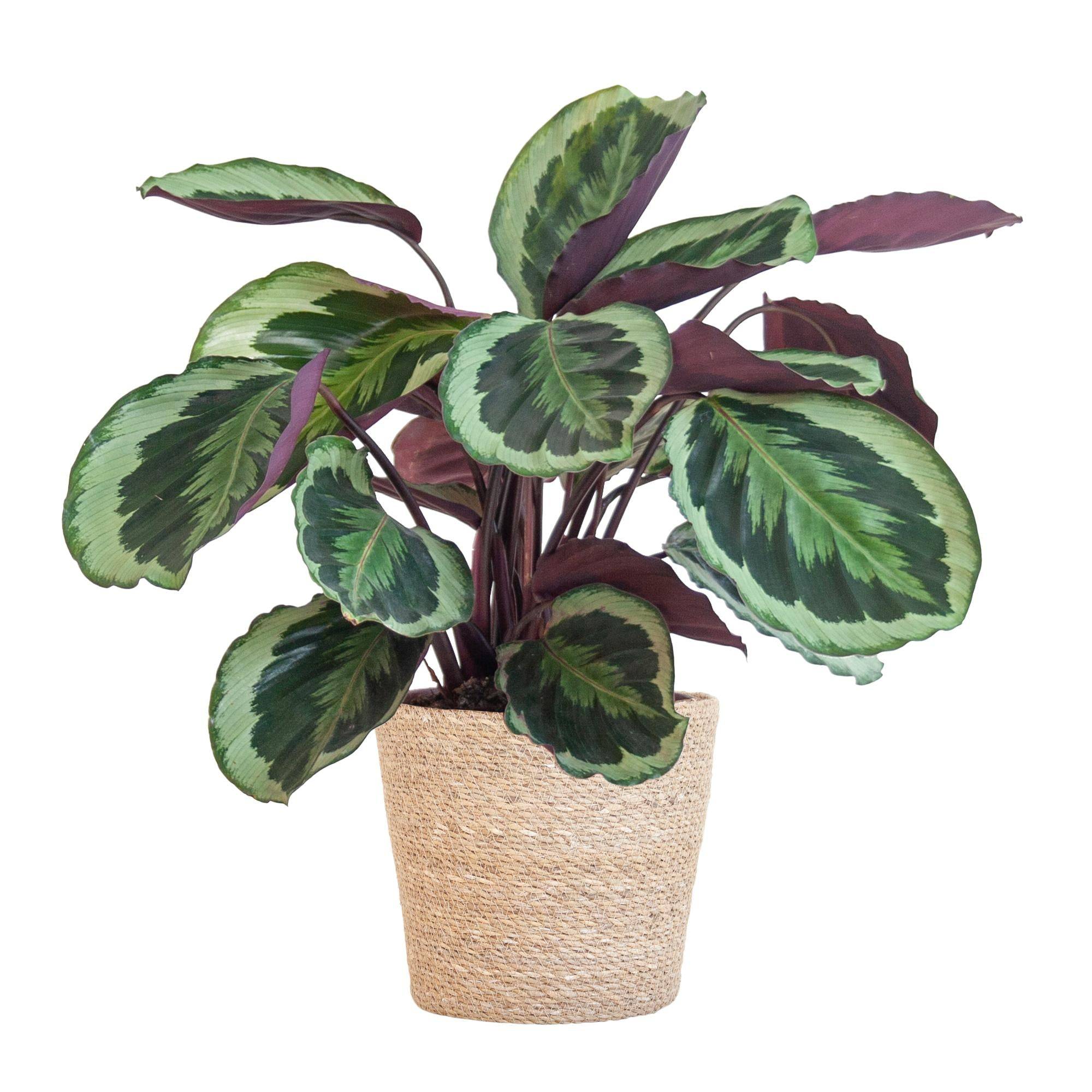 Calathea Medaillon et son pot- La Green Touch Panier naturel - Hauteur 65cm