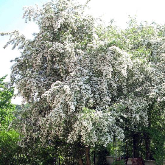 Promesse de Fleurs - Aubépine, Epine blanche - Crataegus monogyna Pot de 4L/5L - Image 1