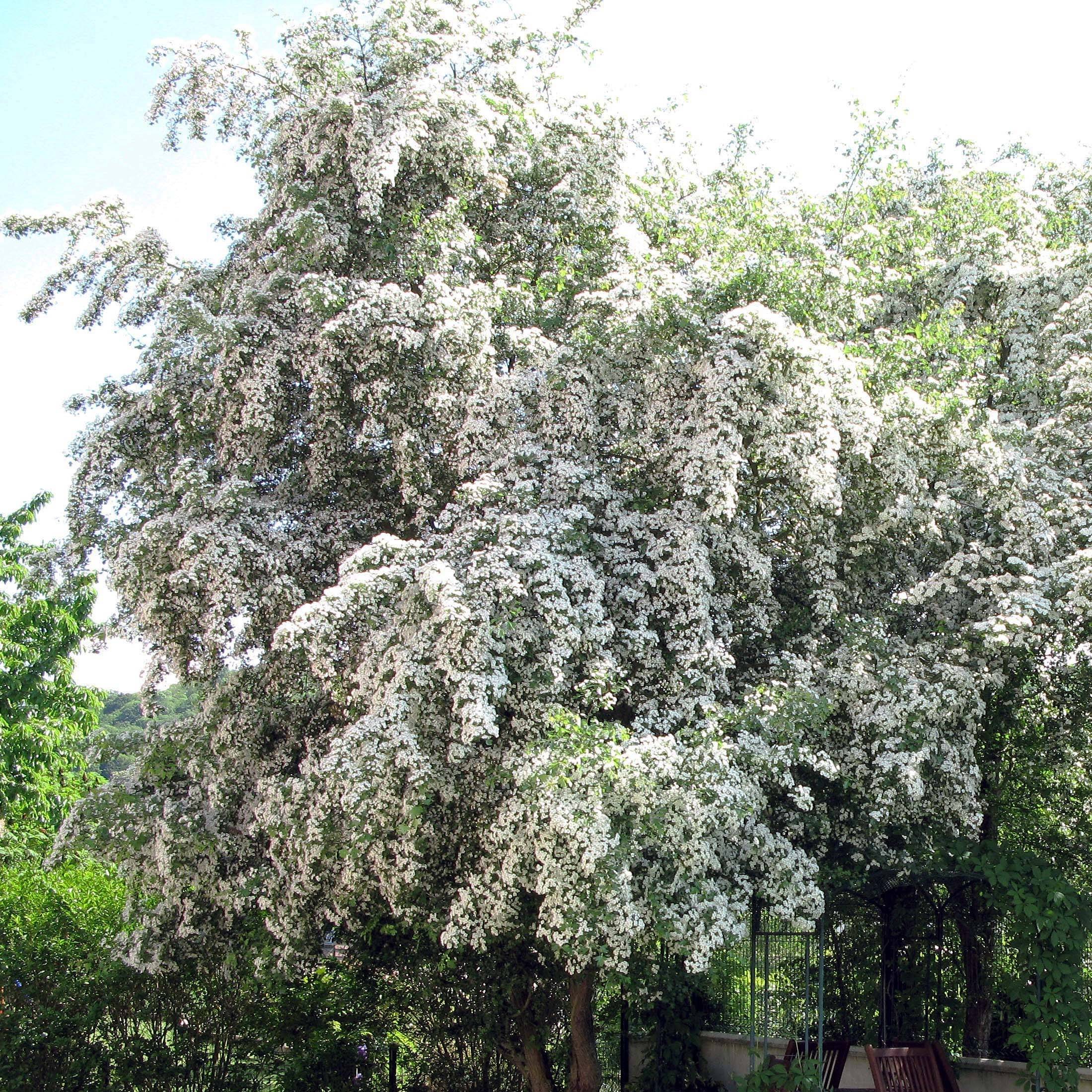 Promesse de Fleurs - Aubépine, Epine blanche - Crataegus monogyna Pot de 4L/5L - Image 1
