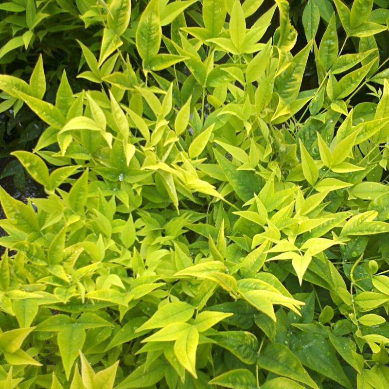 Bambou sacré MAGICAL® Lemon-Lime 'Lemlim', Nandina - Pot de 3L - 20/40 cm - Image 4