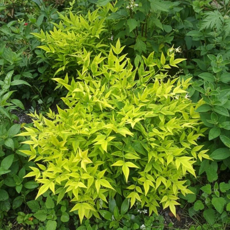 Bambou sacré MAGICAL® Lemon-Lime 'Lemlim', Nandina - Pot de 3L - 20/40 cm - Image 5
