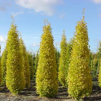 Ginkgo biloba Blagon - Arbre aux quarante écus Pot de 1L/1,5L