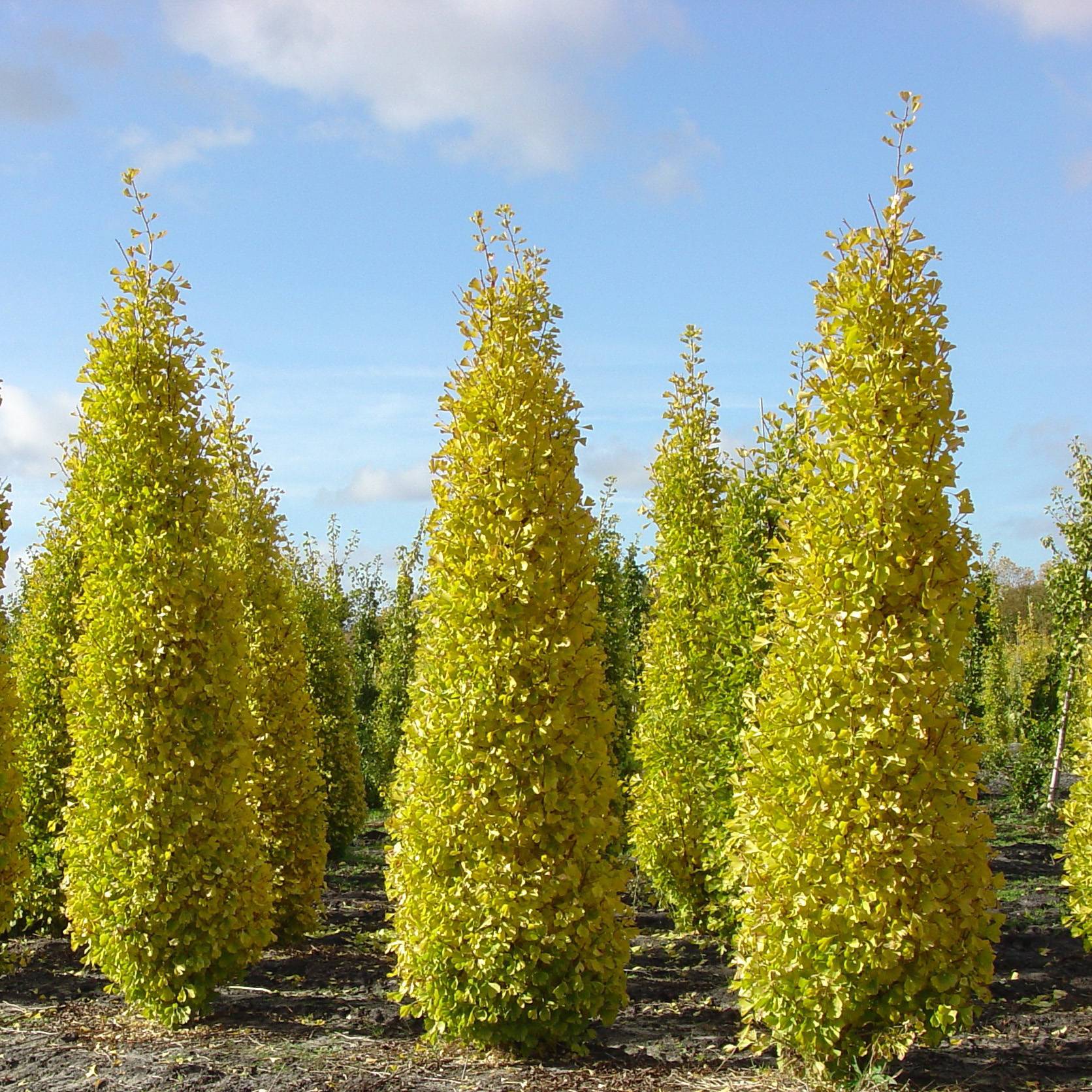 Ginkgo biloba Blagon - Arbre aux quarante écus  Pot de 1L/1,5L - Image 1