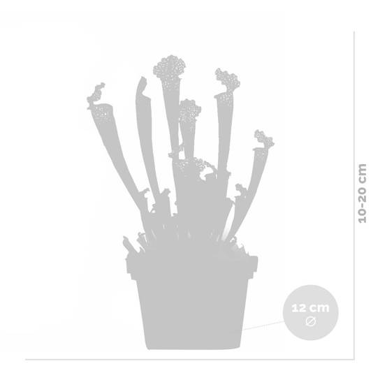 Lot de 2 - Sarracenia Juthatip Soper - Plante Trompette - Plante Carnivore - H. 10-20 cm - P. 12 cm - Image 5