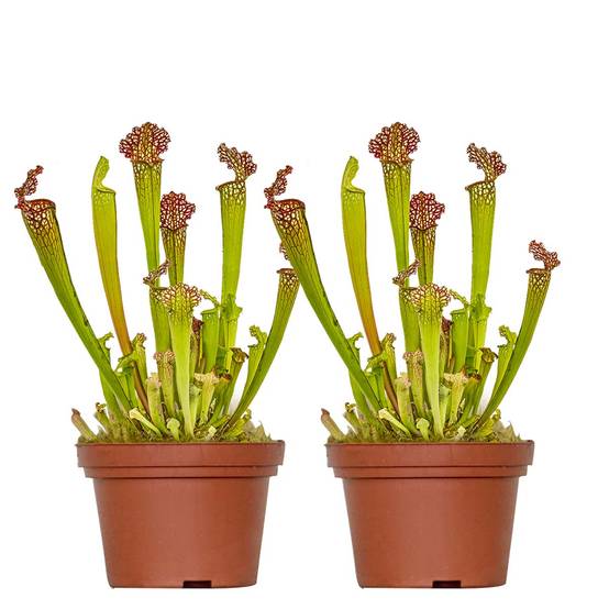 Lot de 2 - Sarracenia Juthatip Soper - Plante Trompette - Plante Carnivore - H. 10-20 cm - P. 12 cm - Image 1