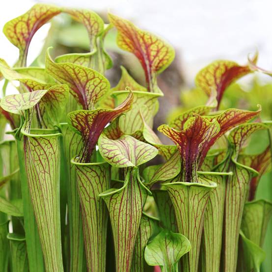Lot de 2 - Sarracenia Juthatip Soper - Plante Trompette - Plante Carnivore - H. 10-20 cm - P. 12 cm - Image 3