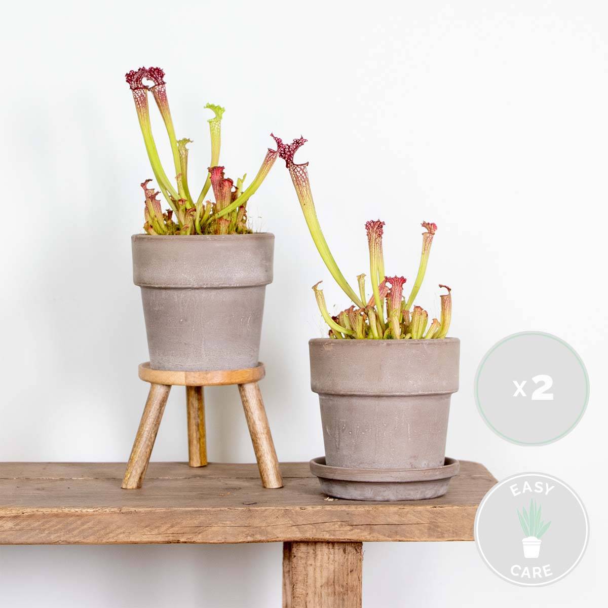 Lot de 2 - Sarracenia Juthatip Soper - Plante Trompette - Plante Carnivore - H. 10-20 cm - P. 12 cm - Image 2