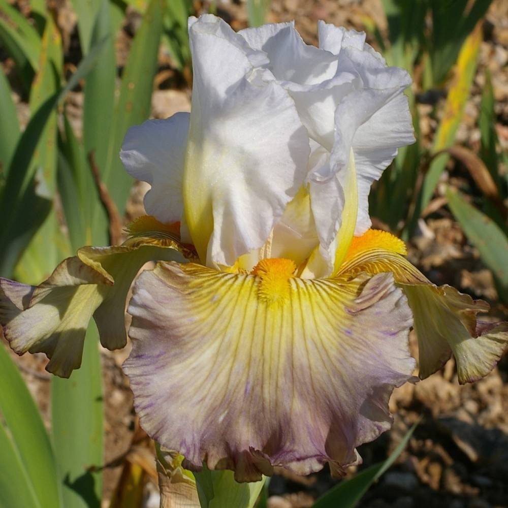 Promesse de Fleurs - Iris germanica Sur la plage - Iris des Jardins Rhizome, Calibre 10/15, qualité extra