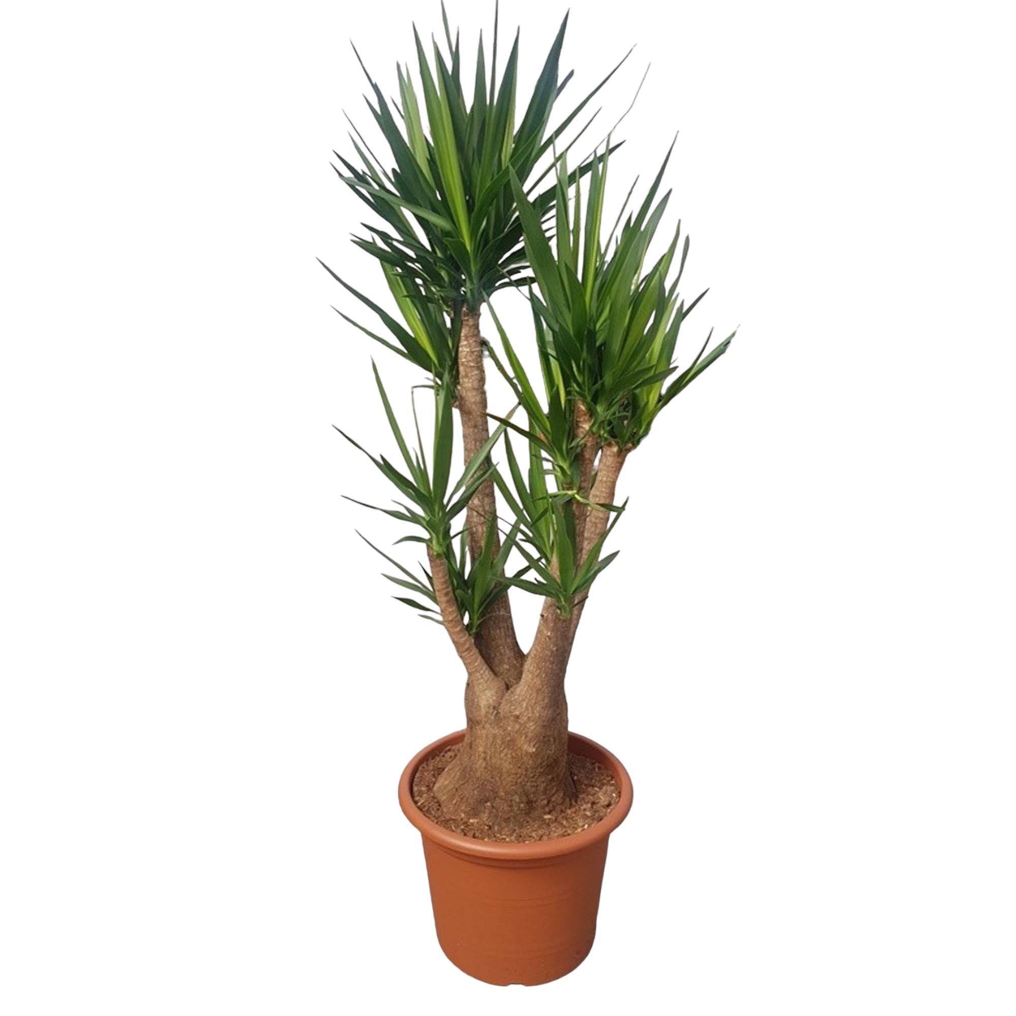 Yucca Elephantipes Ramifié - D55 H190cm