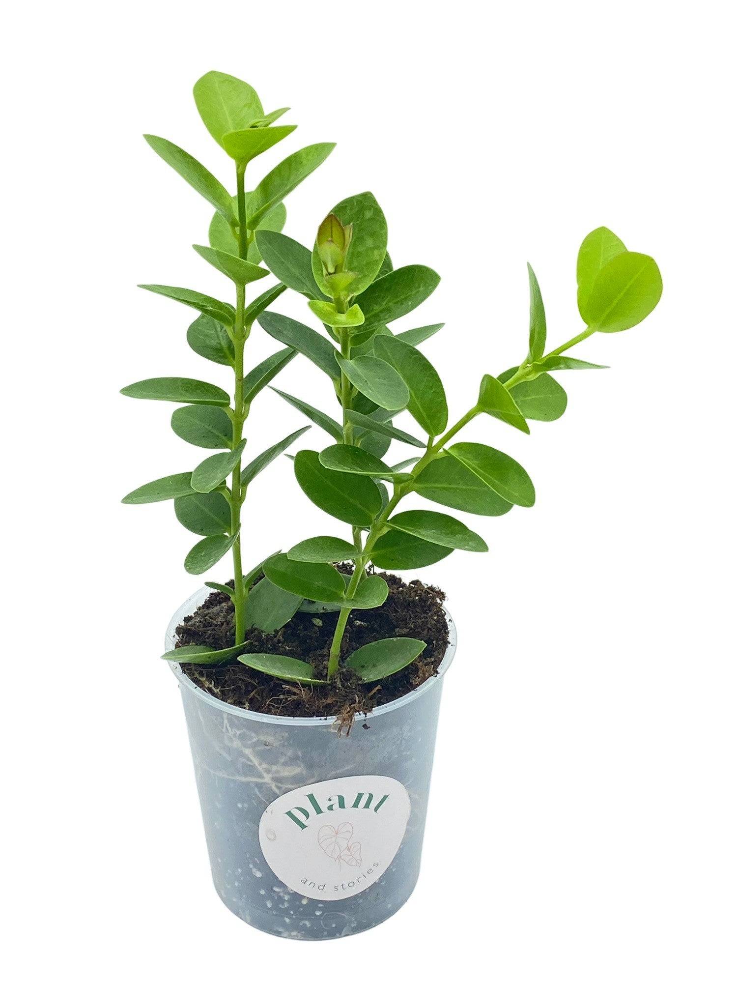 Hoya Cumingiana - Pot de 9cm - Plantes d'intérieur - Image 1
