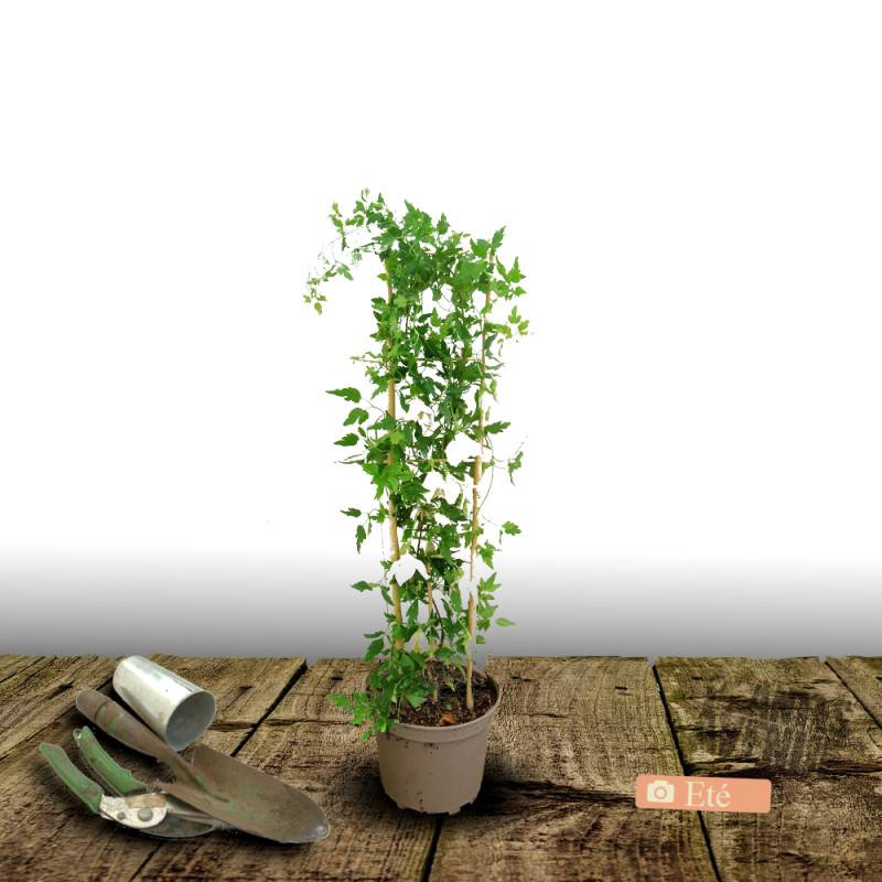 Clématite cirrhosa Jingle Bell's, Clématite cireuse à fleurs Blanche - feuillage Semi-Persistant - Godet - 5/20 cm-  hauteur à maturité De 3,00 m à 5, - Image 4