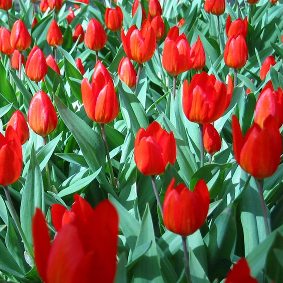 Promesse de Fleurs - Tulipe botanique praestans Fusilier Bulbe calibre 11+ (par 10)