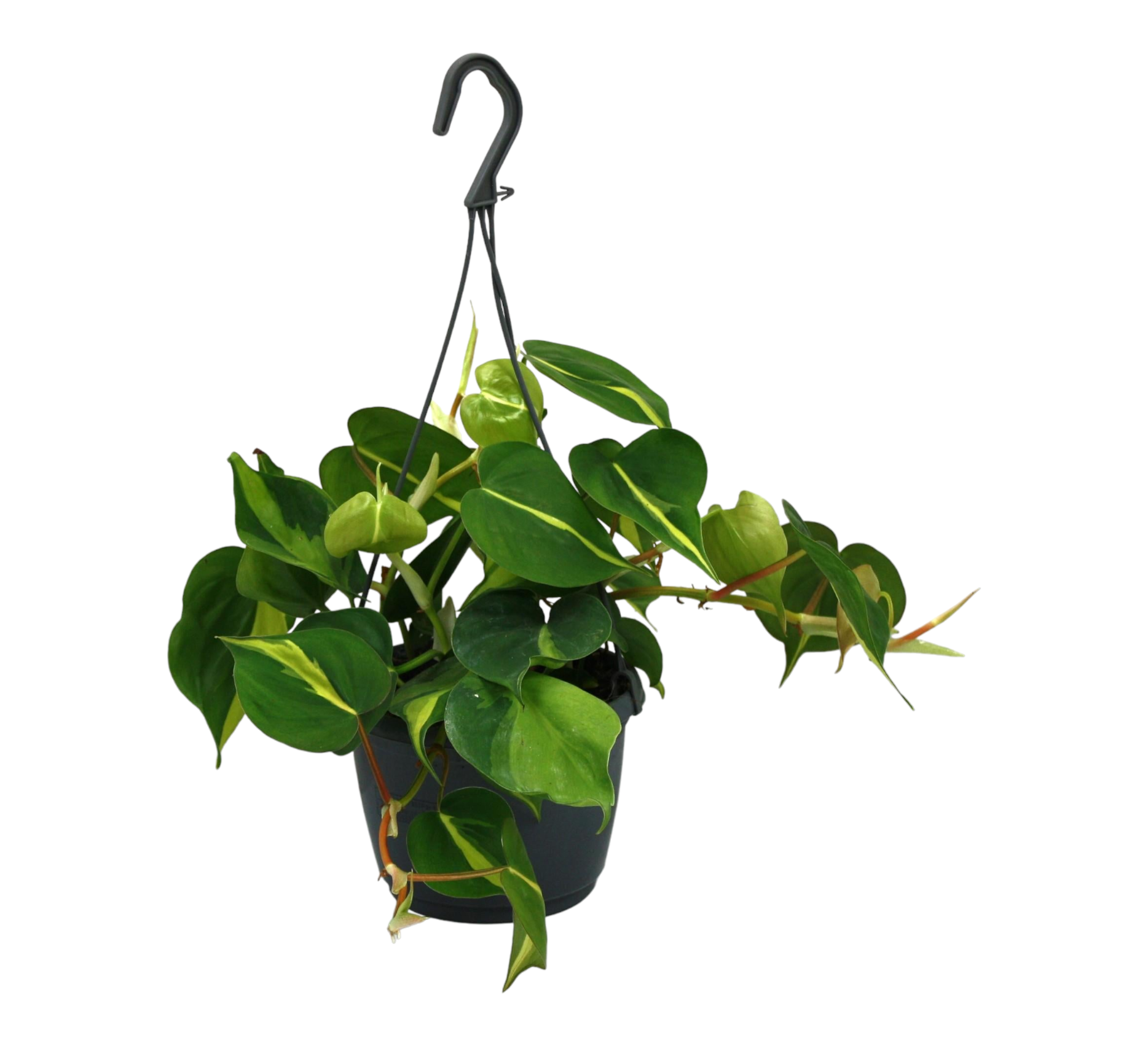 Philodendron scandens Brazil 35cm - Plante d'intérieur- La Green Touch - Image 1