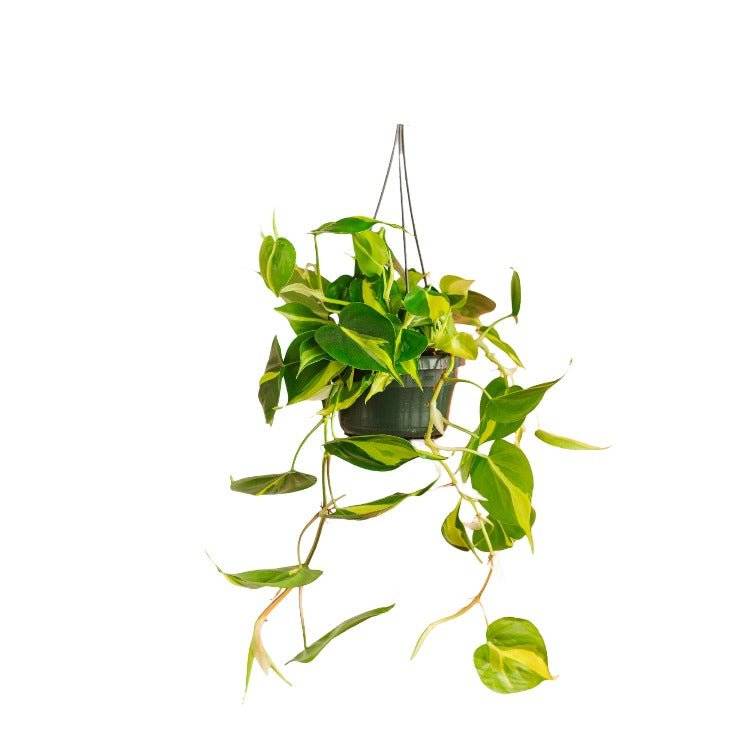 Philodendron scandens Brazil 35cm - Plante d'intérieur- La Green Touch - Image 3