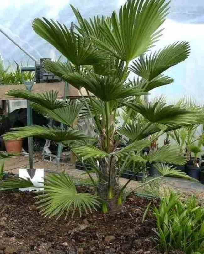 Sans Marque - Trachycarpus fortunei (palmier chanvre, palmier moulin à vent) Couleur floraison:jaune - Taille:80L pied 160/180 -total 200/250cm - Image 2