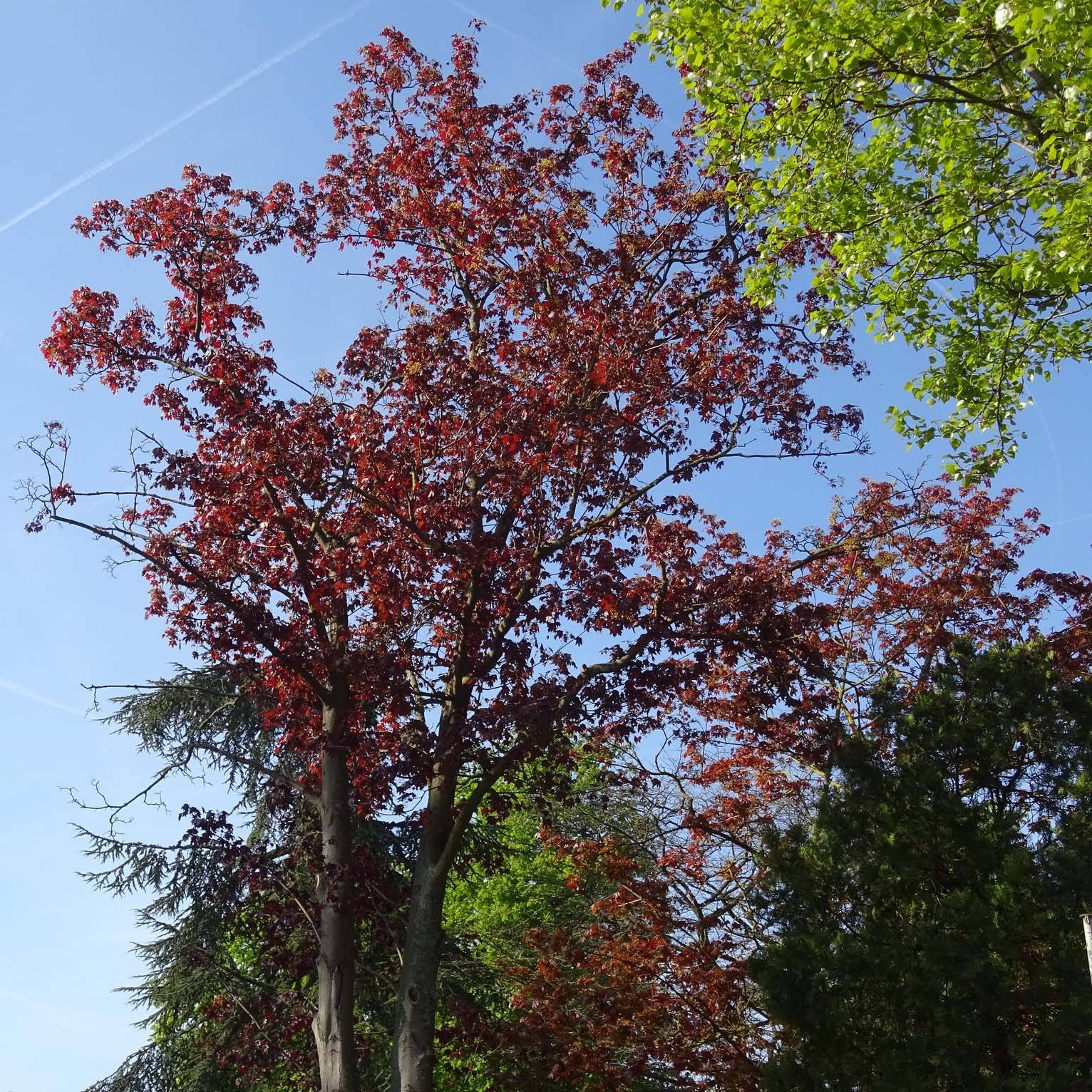 Promesse de Fleurs - Acer platanoides Royal Red - Érable plane Pot de 7,5L/10L