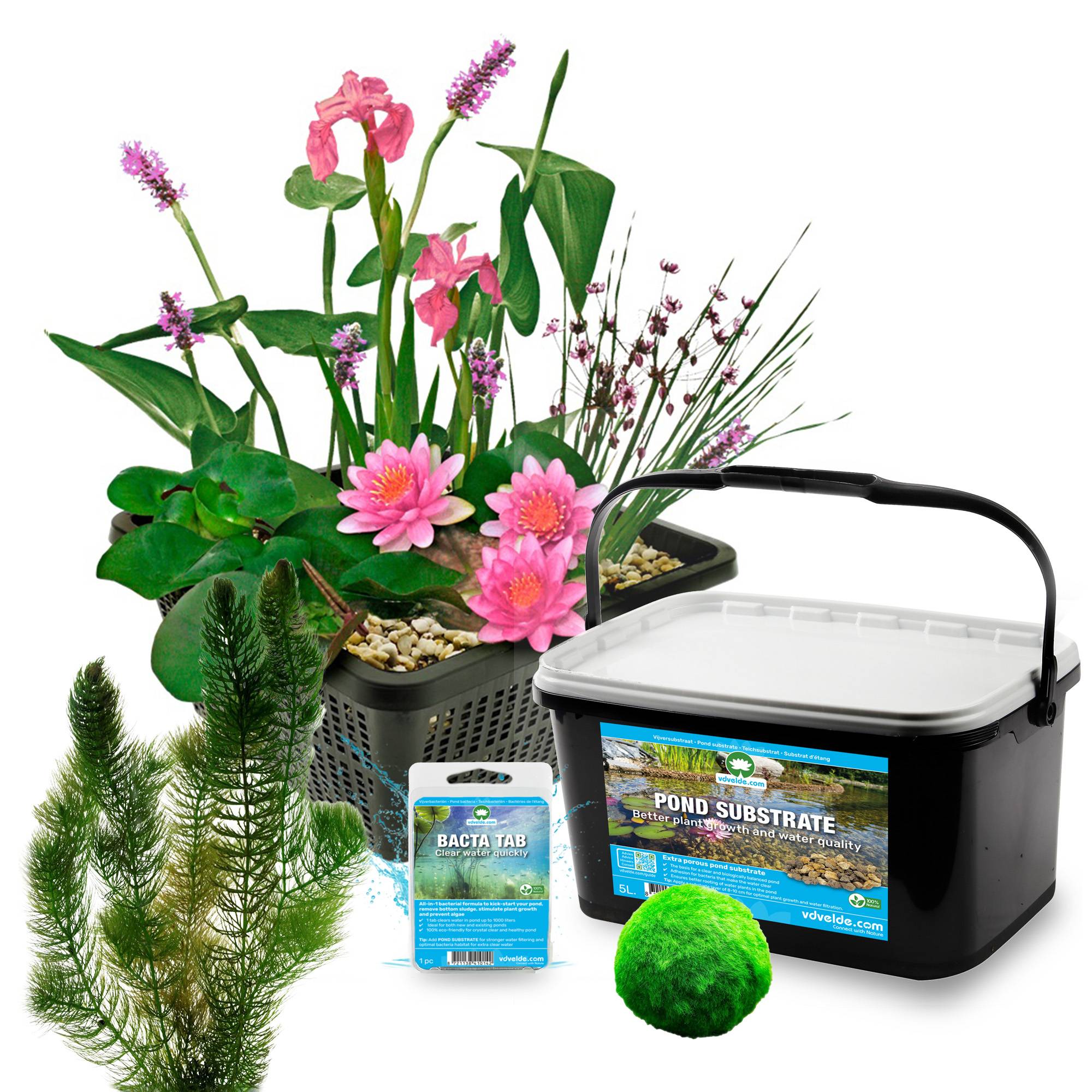 0 - Mini Bassin Set Complet Rose 25-90L - 11 Plantes et Bactéries - Image 3