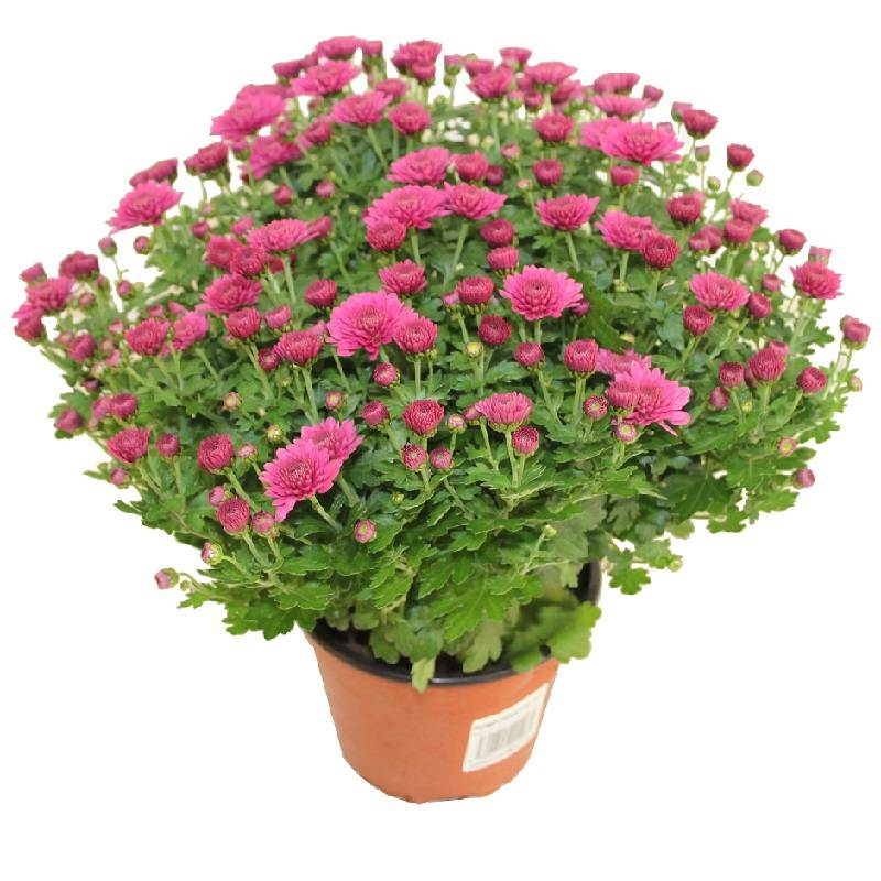 Horti-Flandre - Chrysanthème pomponnette rose foncé 25 cm et plus Pot 14 cm