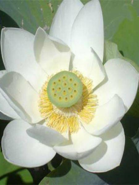 Nelumbo nucifera Stellar White - Lotus des Indes blanc Petites Racines nues